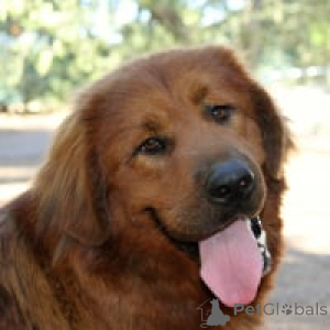 Zdjęcie №1. mastif tybetański - na sprzedaż w Allensbach | 4784zł | Zapowiedź №139412