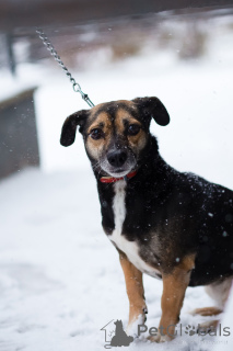 Zdjęcie №4. Sprzedam pies nierasowy w Petersburg. prywatne ogłoszenie - cena - Bezpłatny