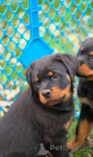 Zdjęcie №2 do zapowiedźy № 161315 na sprzedaż   - wkupić się Australia 