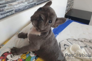 Zdjęcie №4. Sprzedam pies nierasowy w Shumen. prywatne ogłoszenie - cena - 6278zł