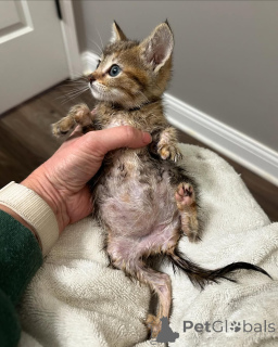 Zdjęcie №1. kot bengalski - na sprzedaż w Monachium | 2009zł | Zapowiedź № 150616