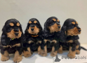 Zdjęcie №3. Urocze szczenięta cocker spaniela do adopcji. Polska