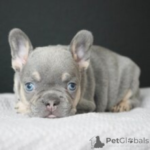 Zdjęcie №3. Buldog Francuski Suczka 8 tygodni Gotowa do domu. Niemcy