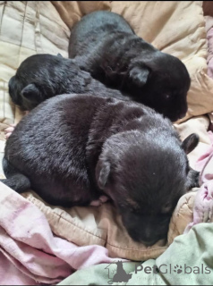 Zdjęcie №1. pies nierasowy - na sprzedaż w Mińsk | Bezpłatny | Zapowiedź №166478