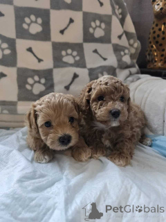 Zdjęcie №1. maltipu - na sprzedaż w Berlin | 4305zł | Zapowiedź №149896