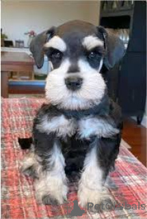 Zdjęcie №3. Preciosos cachorros Schnauzer Miniatura en venta. Hiszpania