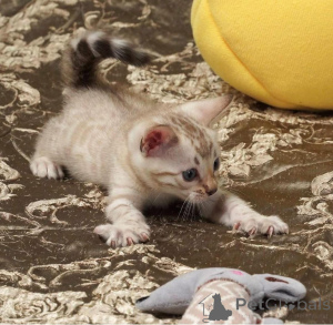 Zdjęcie №2 do zapowiedźy № 153192 na sprzedaż  kot bengalski - wkupić się Szwecja prywatne ogłoszenie