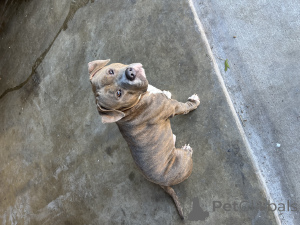 Zdjęcie №2 do zapowiedźy № 135773 na sprzedaż  american bully - wkupić się USA 