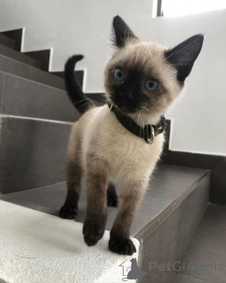 Zdjęcie №4. Sprzedam kot syjamski w Alingsq. hodowca - cena - 3348zł