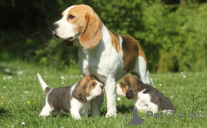 Zdjęcie №3. Szczenięta Beagle.. Szwecja