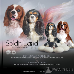 Zdjęcie №1. cavalier king charles spaniel - na sprzedaż w Myślibórz | 9567zł | Zapowiedź №135162
