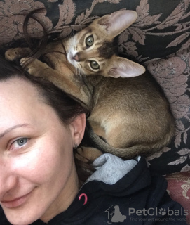 Zdjęcie №3. Kocięta Abisyńskie. Białoruś