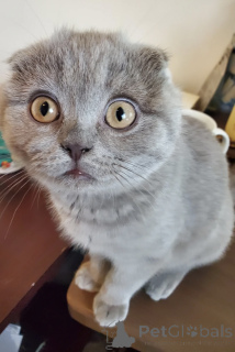 Zdjęcie №1. scottish fold - na sprzedaż w Tbilisi | 463zł | Zapowiedź № 174609
