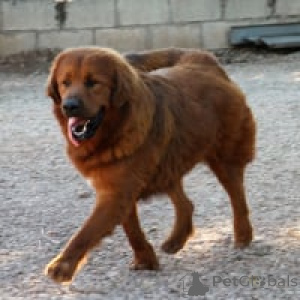 Zdjęcie №3. Tybetu. Niemcy