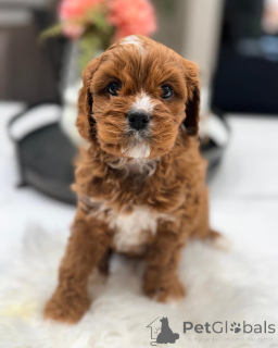 Zdjęcie №3. Szczenięta Cavapoo do adopcji Sprawdzone i zaszczepione przez weterynarza. Niemcy