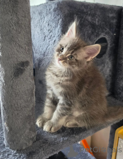 Zdjęcie №1. maine coon - na sprzedaż w Mayen-Koblenz | 1674zł | Zapowiedź № 174775