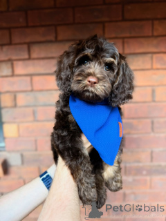 Zdjęcie №1. labradoodle - na sprzedaż w Clonmel | negocjowane | Zapowiedź №157472