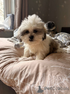 Zdjęcie №3. Dowiedz się, jak uzyskać dostęp do informacji Shih-Tzu-Welpen Kennen, die ein. Niemcy
