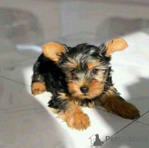 Zdjęcie №1. yorkshire terrier - na sprzedaż w Falkensee | 1435zł | Zapowiedź №174491