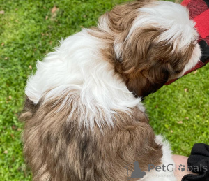 Zdjęcie №3. Wspaniałe szczenięta Shih tzu na sprzedaż. Niemcy