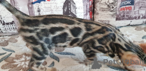 Zdjęcie №4. Sprzedam kot bengalski w Kirov. od żłobka - cena - 992zł