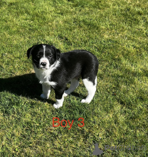 Zdjęcie №4. Sprzedam border terrier w Milford. hodowca - cena - 3558zł