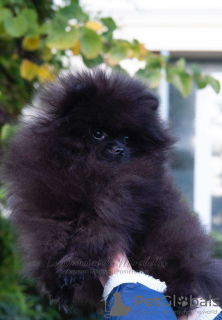 Zdjęcie №3. Pomeranian Spitz. Grecja