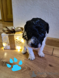 Zdjęcie №2 do zapowiedźy № 33275 na sprzedaż  pudel (zabawka) - wkupić się Estonia prywatne ogłoszenie