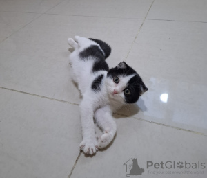 Zdjęcie №3. Scottish Vysloguye Cat. Zjednoczone Emiraty Arabskie