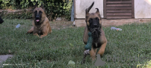 Dodatkowe zdjęcia: Owczarek belgijski Malinois szczenięta