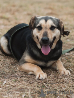 Zdjęcie №1. pies nierasowy - na sprzedaż w Mińsk | Bezpłatny | Zapowiedź №166924