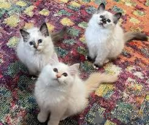 Zdjęcie №1. kot birmański - na sprzedaż w Espoo | 2392zł | Zapowiedź № 166942