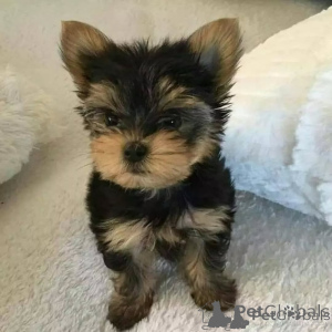 Zdjęcie №1. yorkshire terrier - na sprzedaż w Sofia | negocjowane | Zapowiedź №166894