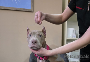 Zdjęcie №2 do zapowiedźy № 164563 na sprzedaż  amerykański pitbulterier - wkupić się Azerbejdżan od żłobka