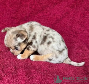 Zdjęcie №1. chihuahua (rasa psów), rosyjski toy - na sprzedaż w Paryż | negocjowane | Zapowiedź №126824