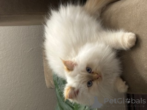 Zdjęcie №2 do zapowiedźy № 138520 na sprzedaż  kot syberyjski - wkupić się Niemcy prywatne ogłoszenie