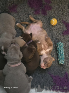 Zdjęcie №2 do zapowiedźy № 133055 na sprzedaż  buldog angielski - wkupić się Niemcy prywatne ogłoszenie