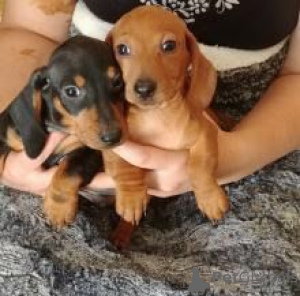 Zdjęcie №1. jamnik - na sprzedaż w Bratysława | negocjowane | Zapowiedź №175827