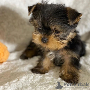 Dodatkowe zdjęcia: Rasowy średniej wielkości Yorkshire Terrier.