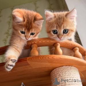 Zdjęcie №2 do zapowiedźy № 161841 na sprzedaż   - wkupić się Francja 