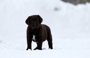 Zdjęcie №1. labrador retriever - na sprzedaż w Nowosybirsk | 1232zł | Zapowiedź №5589