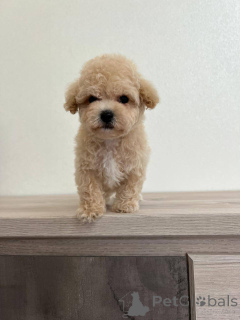 Zdjęcie №4. Sprzedam pies nierasowy w Borisov. hodowca - cena - negocjowane