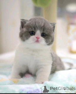 Zdjęcie №2 do zapowiedźy № 138843 na sprzedaż  scottish fold - wkupić się Niemcy hodowca