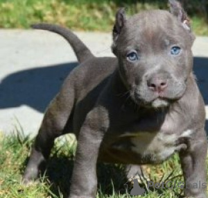 Zdjęcie №1. amerykański pitbulterier - na sprzedaż w Monachium | negocjowane | Zapowiedź №170042