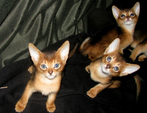 Dodatkowe zdjęcia: Abisyński kocięta Żłobek Abisyński, koty bengalskie sunnybunny.by