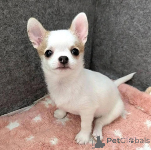 Zdjęcie №1. chihuahua (rasa psów) - na sprzedaż w Antwerpia | Bezpłatny | Zapowiedź №165761