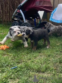 Zdjęcie №2 do zapowiedźy № 160010 na sprzedaż  buldog angielski - wkupić się Łotwa prywatne ogłoszenie