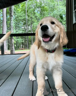 Zdjęcie №1. golden retriever - na sprzedaż w Quedlinburg | 1674zł | Zapowiedź №120379