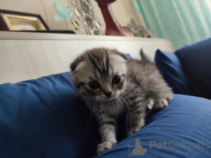 Zdjęcie №2 do zapowiedźy № 145860 na sprzedaż  scottish straight - wkupić się Białoruś prywatne ogłoszenie