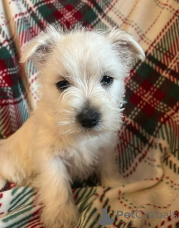 Zdjęcie №3. Piękne szczenięta rasy West Highland Terrier. Republika Dominikańska